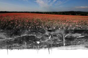 contrasting image of Flanders Fields in war and peace