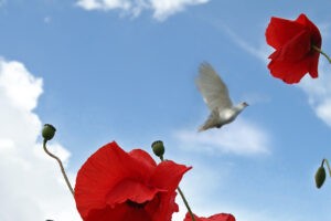 Image of a field of poppies and a white dove